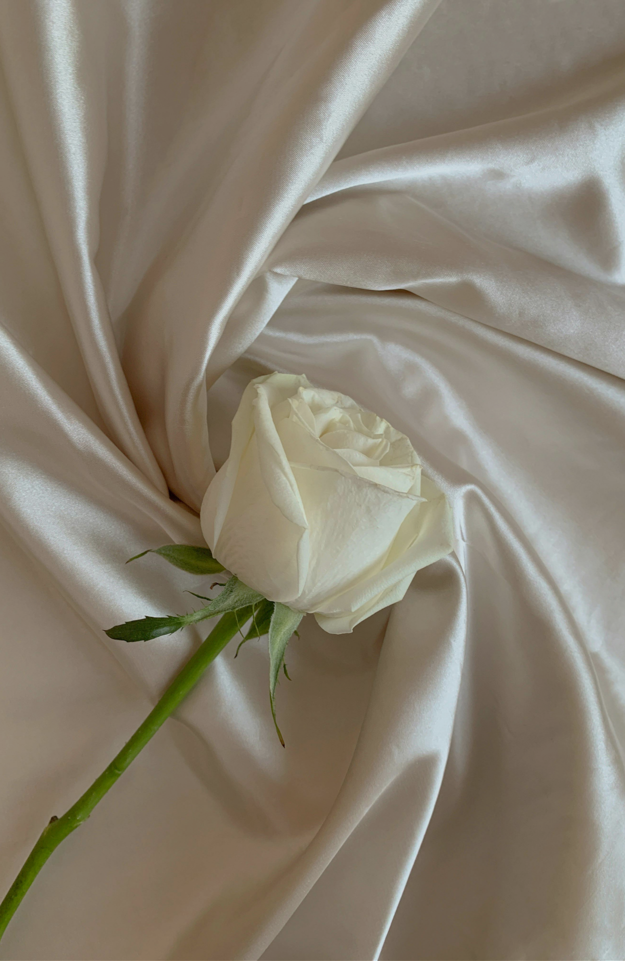 ROSAS